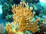 Corals that you can see in a photo if you take your gopro