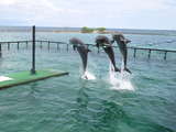 san martin de pajarales-acuario